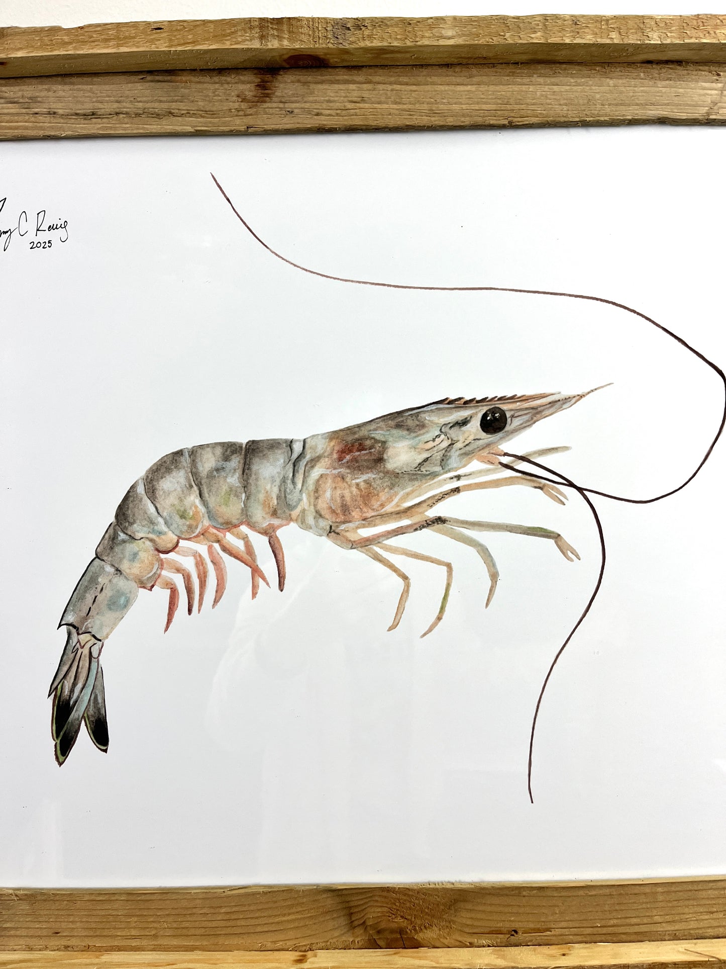 “Savannah White Shrimp” 16x20 framed print