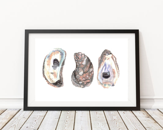 "3 Oysters" Watercolor Print by Macey Cliatt Rewis