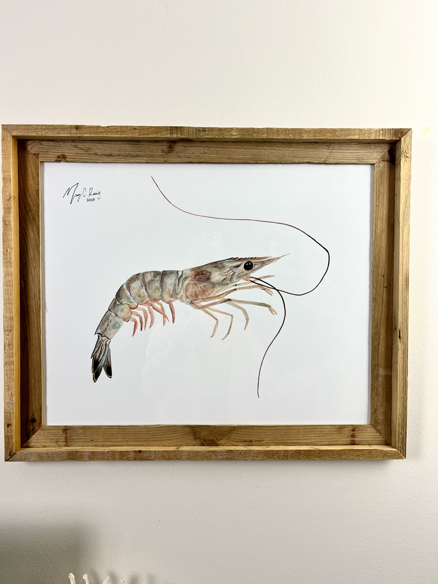 “Savannah White Shrimp” 16x20 framed print